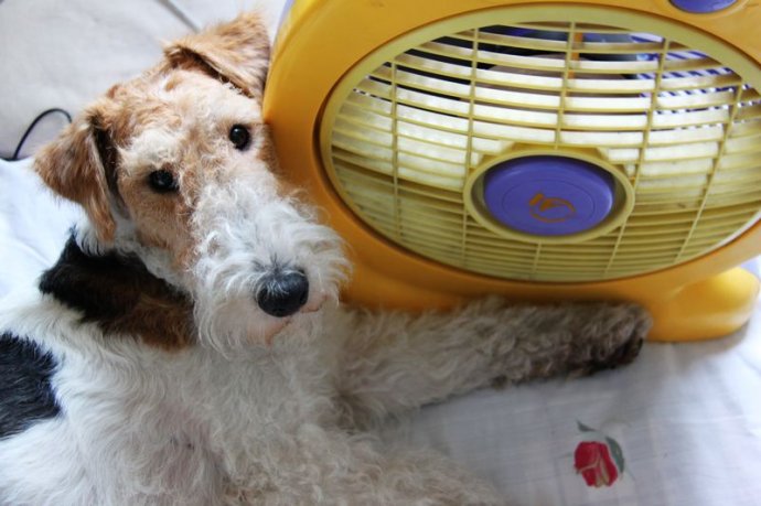 热成狗啦原版视频,热成狗啦原视频