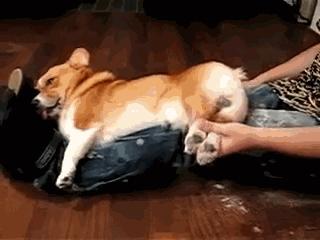 柯基屁屁脏了怎么办,柯基屁屁毛少怎么办