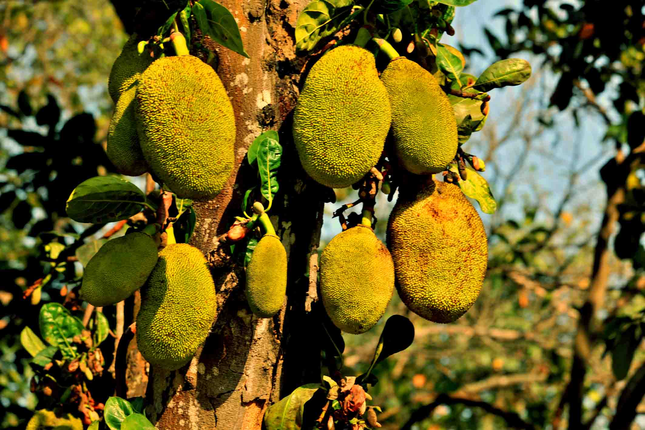 我有三奇，水果真奇葩——“热带水果皇后”