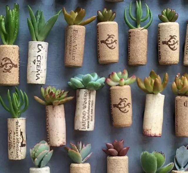 外国大神多肉,ins多肉