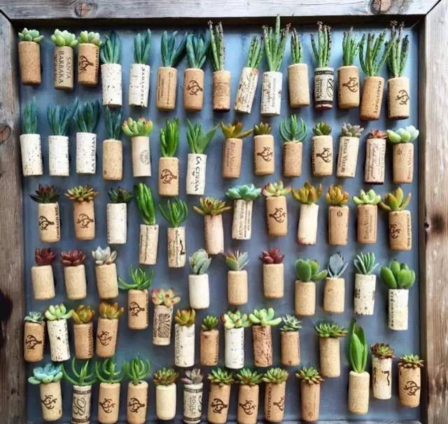 外国大神多肉,ins多肉