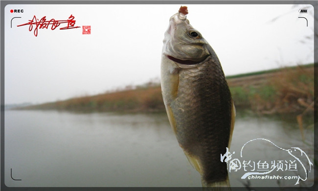 风雨无阻之我爱飞鱼去‘*欢寻**’！