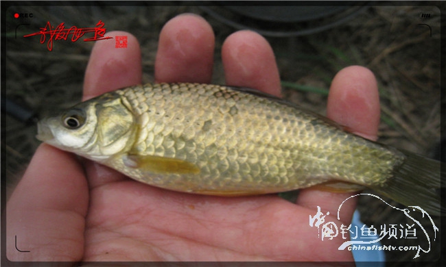 风雨无阻之我爱飞鱼去‘*欢寻**’！