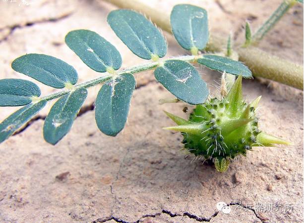铁蒺藜：永不过时的防御性*器武**