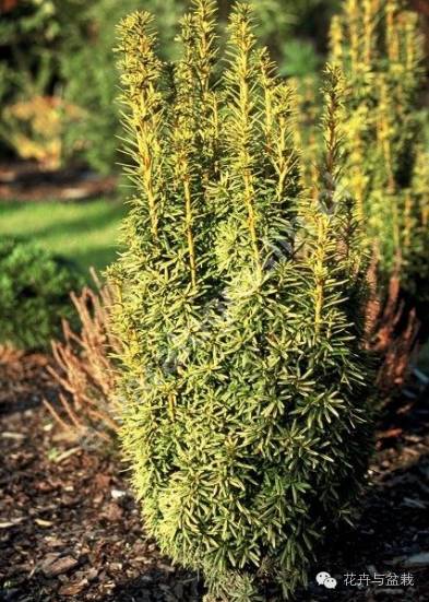 红豆杉怎么种才能长得好,红豆杉值得种植吗