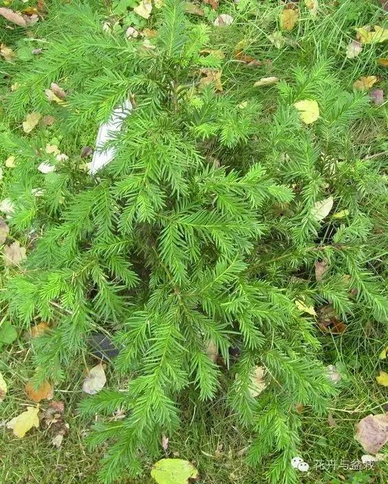 红豆杉怎么种才能长得好,红豆杉值得种植吗