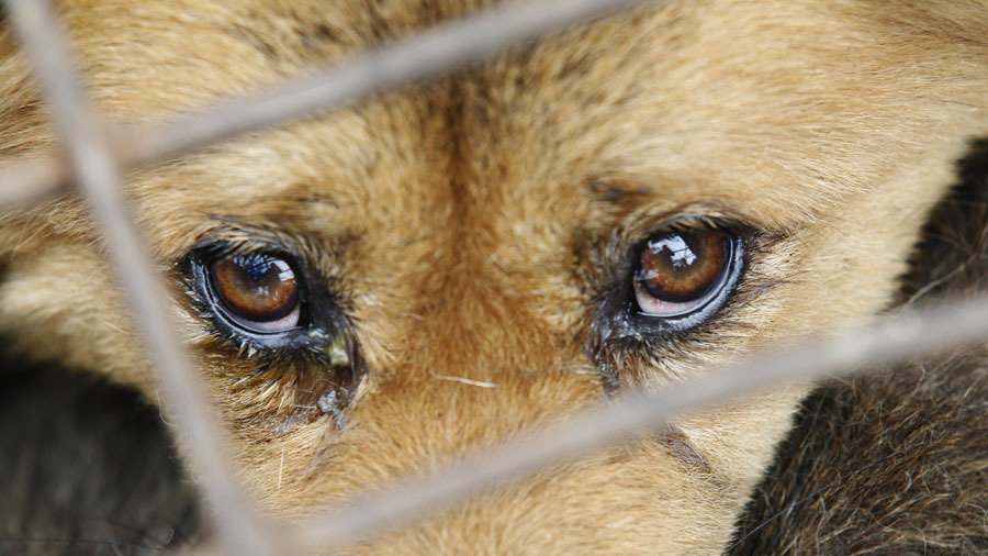如何去除狗狗泪腺,去除狗狗泪痕的最快方法
