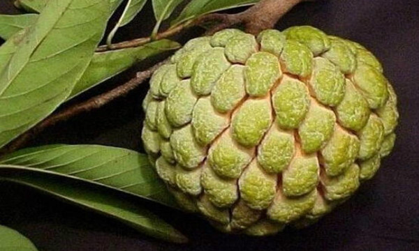 动漫里的恶魔果实,日本恶魔果实动漫