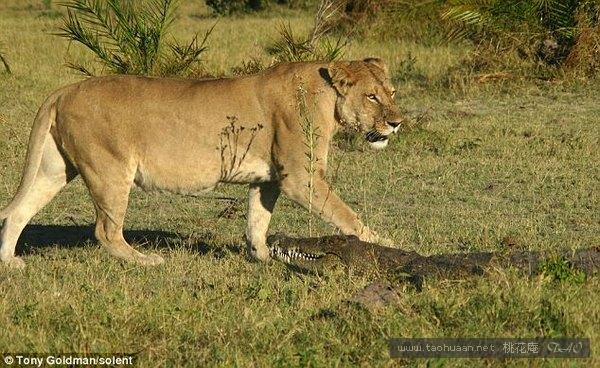 公狮和鳄鱼对战,母狮与鳄鱼交锋
