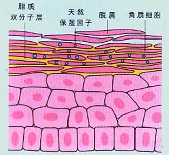 脸部发红发烫角质层太薄怎么修复,脸角质层太薄敏感肌肤怎么修复