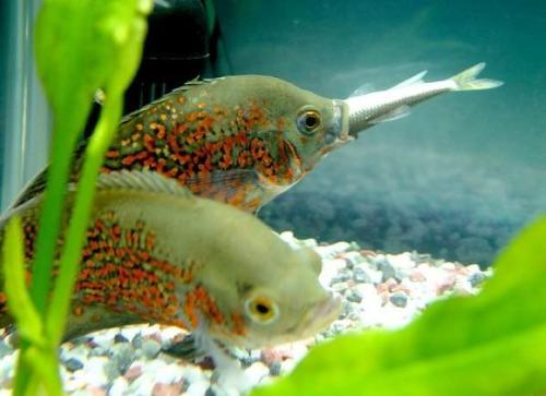 地图鱼不吃食是怎么回事,地图鱼不喂食怎么办