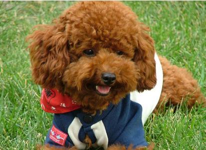 泰迪太瘦了怎么养胖,家里养的泰迪很听话