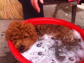 热成狗啦原版视频,热成狗啦原视频