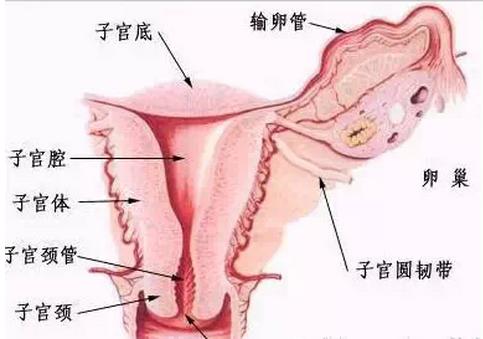 老年人卵巢有多大,中年女性卵巢少一个会有什么问题