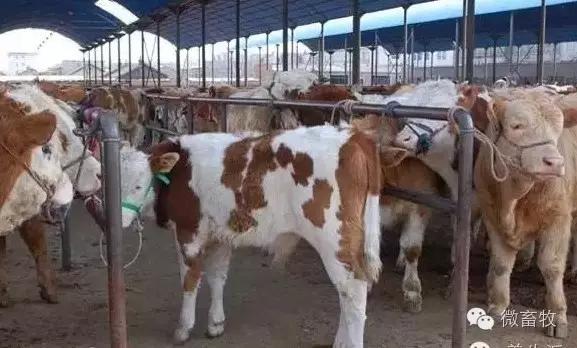 建牛舍，如何布局？