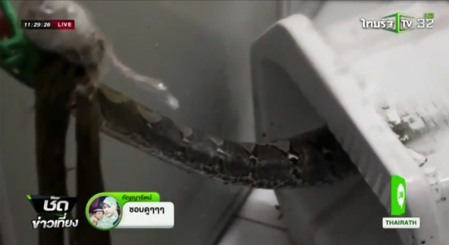 泰国一男子上厕所时被马桶里钻出的蟒蛇咬伤*体下**