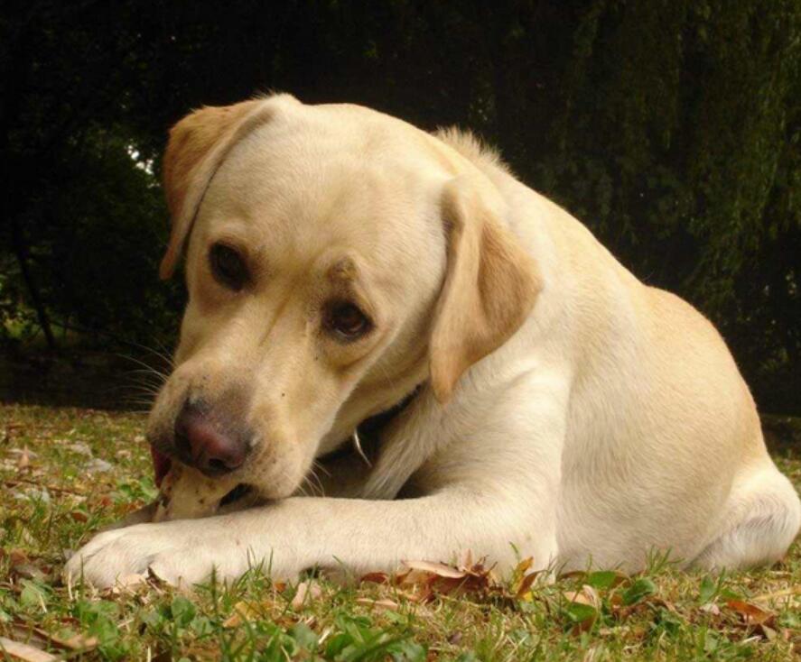 狗狗不吃饭无精打采老趴着,狗狗不吃东西怎么办还掉毛