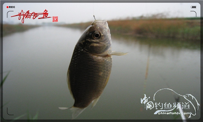 风雨无阻之我爱飞鱼去‘*欢寻**’！