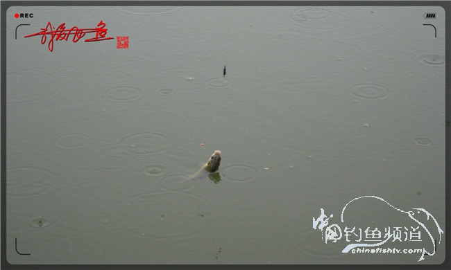 风雨无阻之我爱飞鱼去‘*欢寻**’！