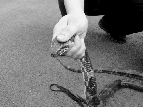 遇到蛇打还是不打,遇到蛇千万别害怕