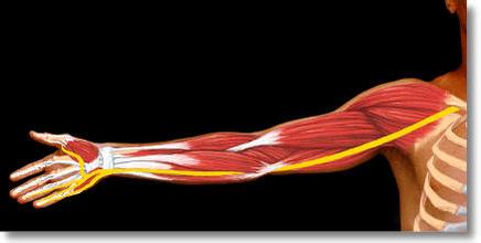 手臂酸麻痛怎么办,老感觉胳膊肩膀酸痛