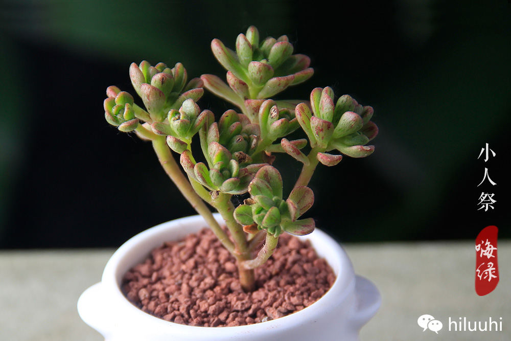 多肉开花枯萎了怎么办,多肉开花后会死吗