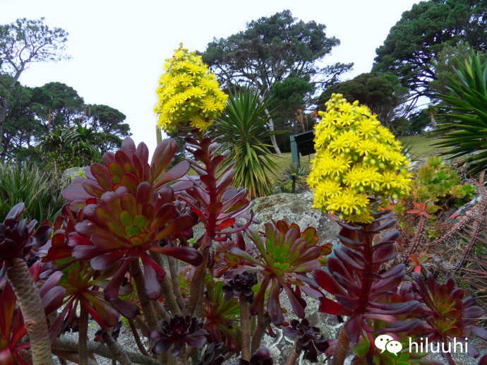 多肉开花枯萎了怎么办,多肉开花后会死吗