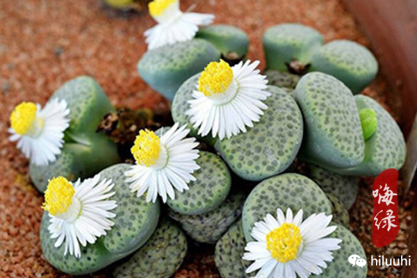 多肉开花枯萎了怎么办,多肉开花后会死吗