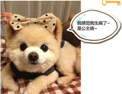 博美眼睛老流泪怎么办，为啥狗狗总是泪汪汪的？