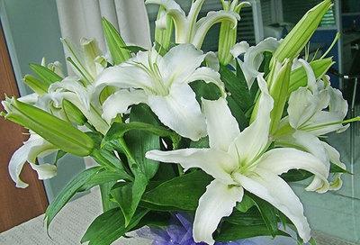 猫咪误食养鲜花的水有事吗,猫咪误食百合花会怎样