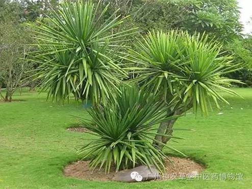 龙血竭与血竭识别,本草中国龙血竭