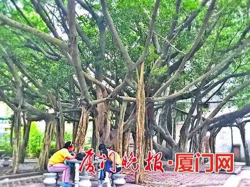 厦门的榕树是什么样的,厦门为啥这么多榕树