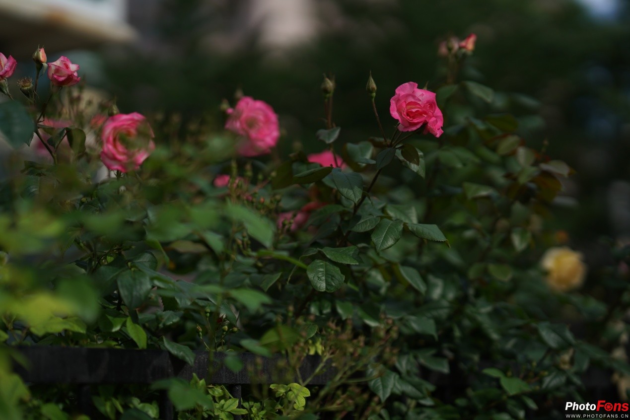 全画幅索尼fe卡口镜头,索尼全画幅镜头fe35mmf1.8