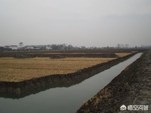 龙虾养殖池塘种什么好,龙虾池塘的水浑浊怎么处理