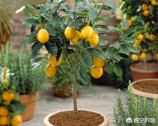 柠檬种植小方法,柠檬的种植和管理盆栽柠檬