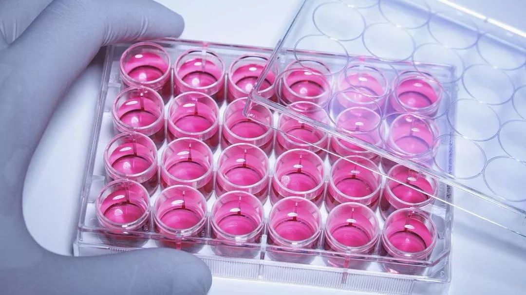 已经磨损的关节软骨可以再生吗,膝盖软骨磨损了还能再生吗