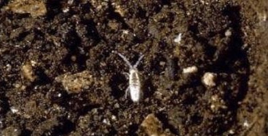 多肉生蚜虫介壳虫什么样,多肉蚜虫最简单有效的防治方法