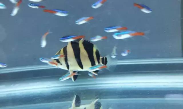 鍗板凹铏庡拰娉板寳铏庡摢涓ソ,鍗板凹铏庡ソ杩樻槸鑻忛棬绛旇厞铏庡ソ