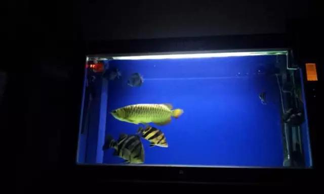 鍗板凹铏庡拰娉板寳铏庡摢涓ソ,鍗板凹铏庡ソ杩樻槸鑻忛棬绛旇厞铏庡ソ