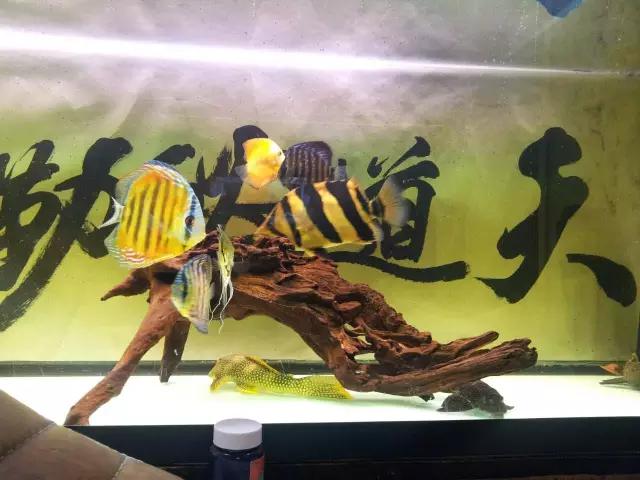 鍗板凹铏庡拰娉板寳铏庡摢涓ソ,鍗板凹铏庡ソ杩樻槸鑻忛棬绛旇厞铏庡ソ