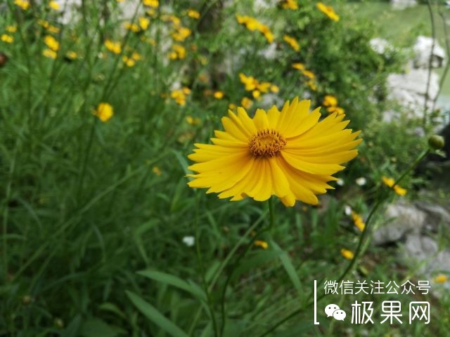 翻转吧摄像头，前后都能照出完美的照片：荣耀7i体验