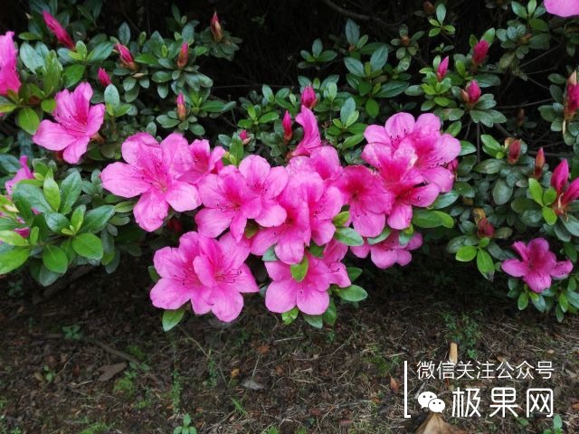 翻转吧摄像头，前后都能照出完美的照片：荣耀7i体验