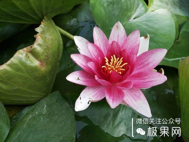 翻转吧摄像头，前后都能照出完美的照片：荣耀7i体验