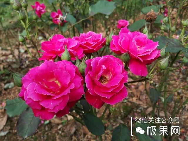 翻转吧摄像头，前后都能照出完美的照片：荣耀7i体验