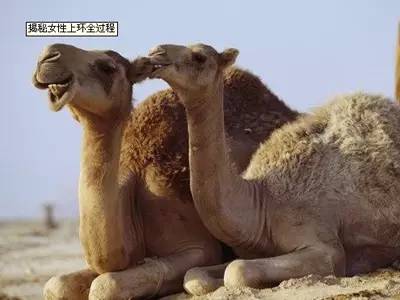 什么样的女性不适合上环,单身女性上环是什么心态