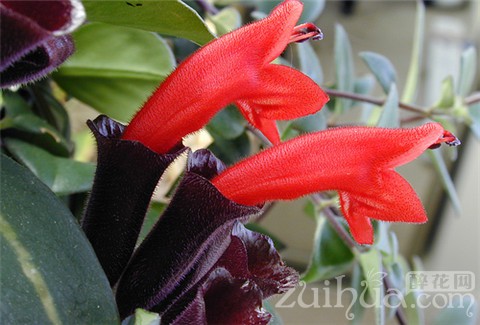 口红花如何培植,口红花的养护方法视频教学