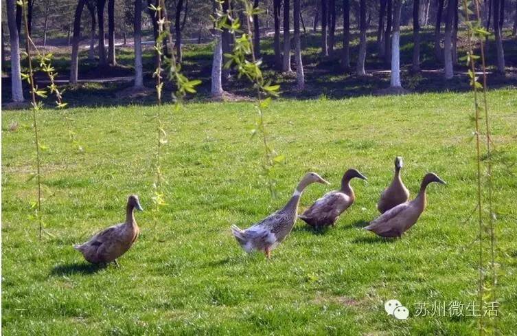 五一带孩子玩的苏州游乐场,苏州儿童可以玩的游乐项目