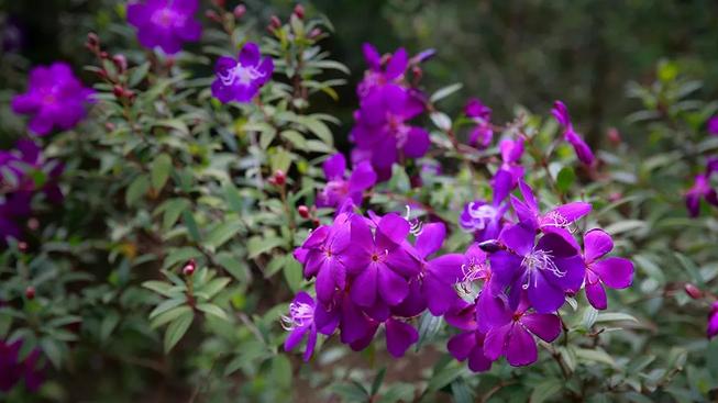 外出踏青正当时,帽峰山森林公园踏青