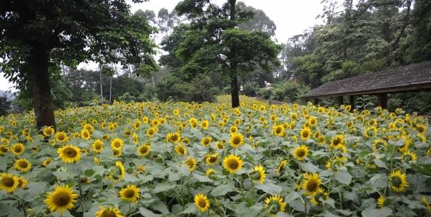 外出踏青正当时,帽峰山森林公园踏青
