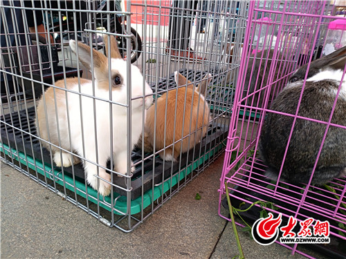 “兔王”云集第三届中国长毛兔产业发展大会在蒙阴举行